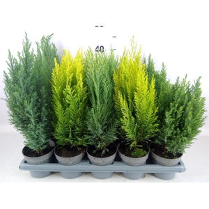 Conifers   ...mix