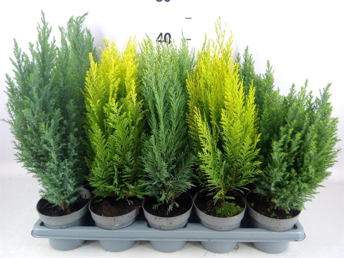 <h4>Conifers   ...mix</h4>