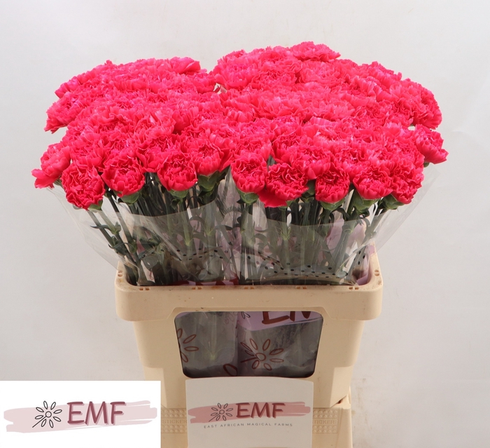 <h4>DI ST CERVANTES</h4>