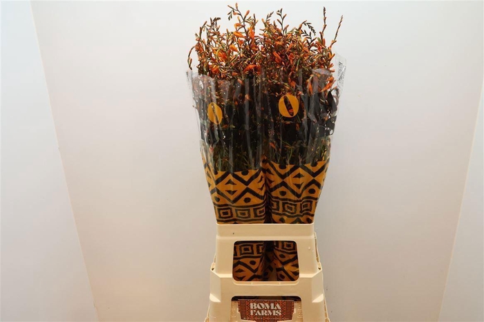 <h4>CROCOS LUCIFER</h4>