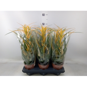 Tillandsia