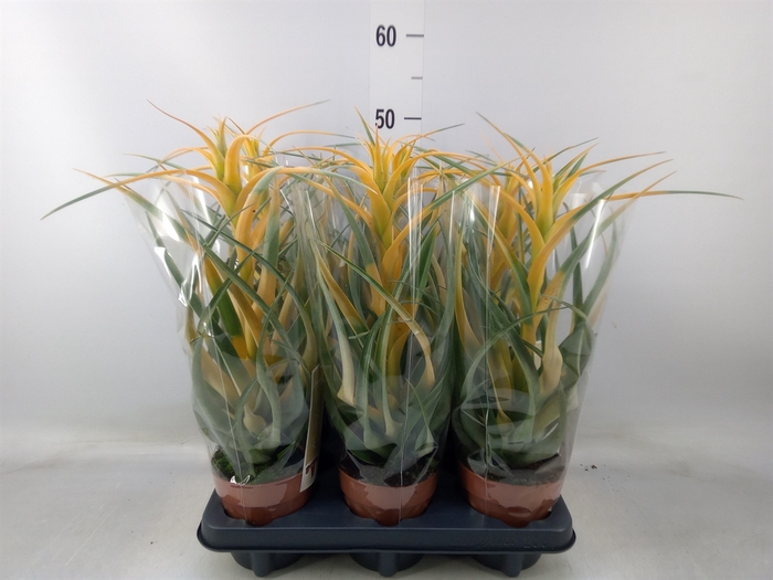 <h4>Tillandsia</h4>