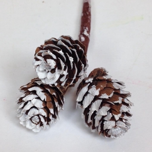 Omerica C 3pc Wt Tip