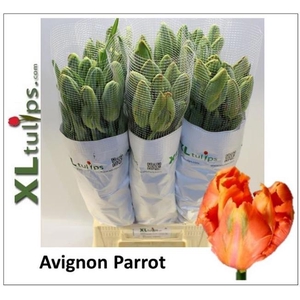 Tu Papegaai Avignon Parrot XL Tulips