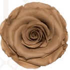 <h4>Rose warm tan khaki pres.</h4>