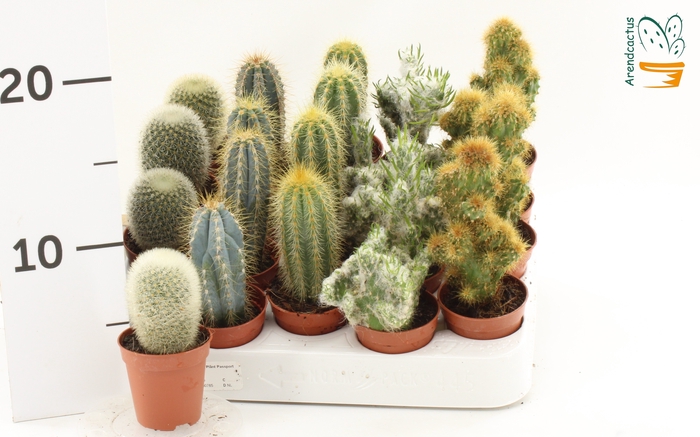 <h4>CACTUS GEM</h4>