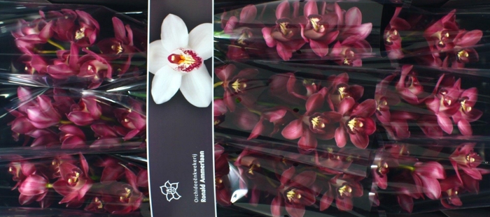 <h4>Cymb T Barolo</h4>