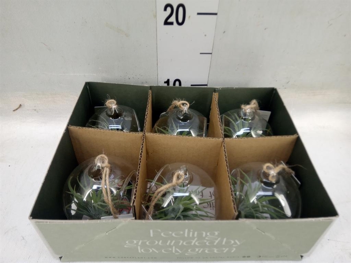 <h4>Arr. Tillandsia L%</h4>