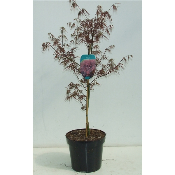 <h4>Acer palmatum 'Garnet' P26</h4>