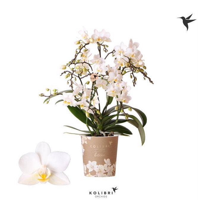 <h4>Phalaenopsis MF white 9Ø 40cm 4st 30fl</h4>