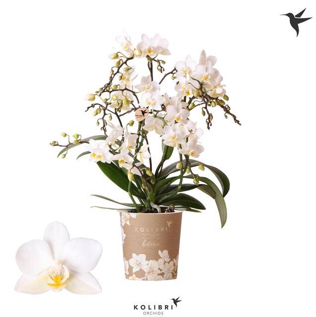 Phalaenopsis MF white 9Ø 40cm 4st 30fl