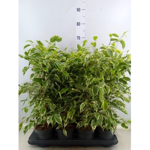 Ficus benja. 'Samantha'