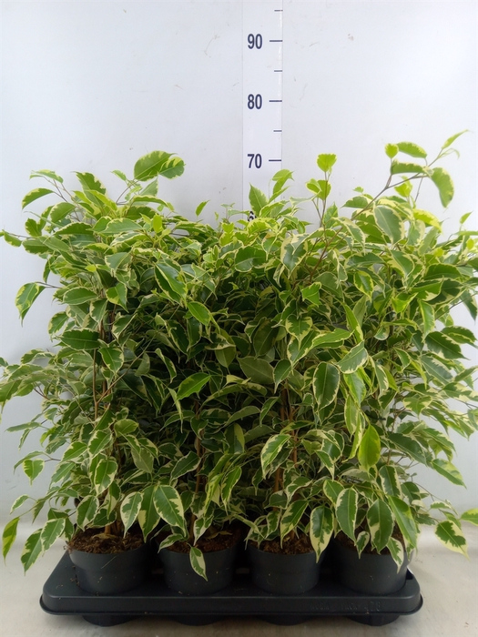 <h4>Ficus benja. 'Samantha'</h4>