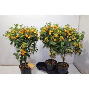 Lant C Simon Orange