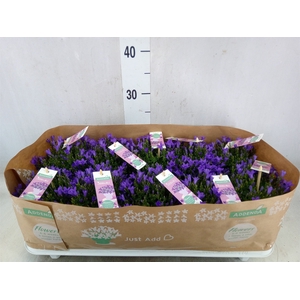 Campanula porten. 'Ambella Lavende'