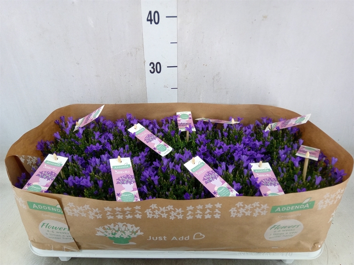 <h4>Campanula porten. 'Ambella Lavende'</h4>