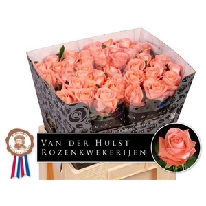 Rosa a grande fleur Liesbeth