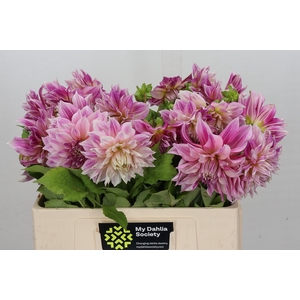 Dahlia Cafe Au Lait Royal