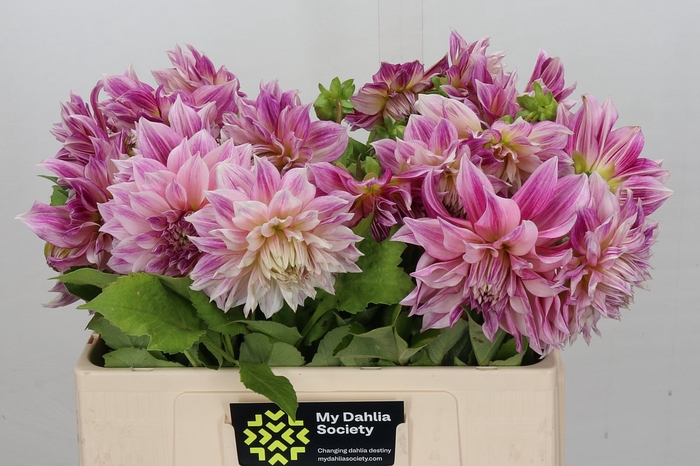 <h4>Dahlia Cafe Au Lait Royal</h4>