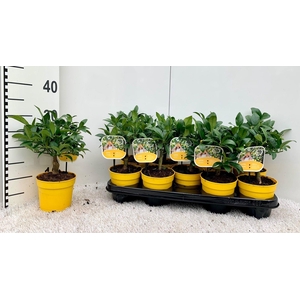 Citrus meyeri Lemon (no fruits)