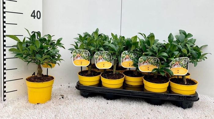 <h4>Citrus meyeri Lemon (no fruits)</h4>