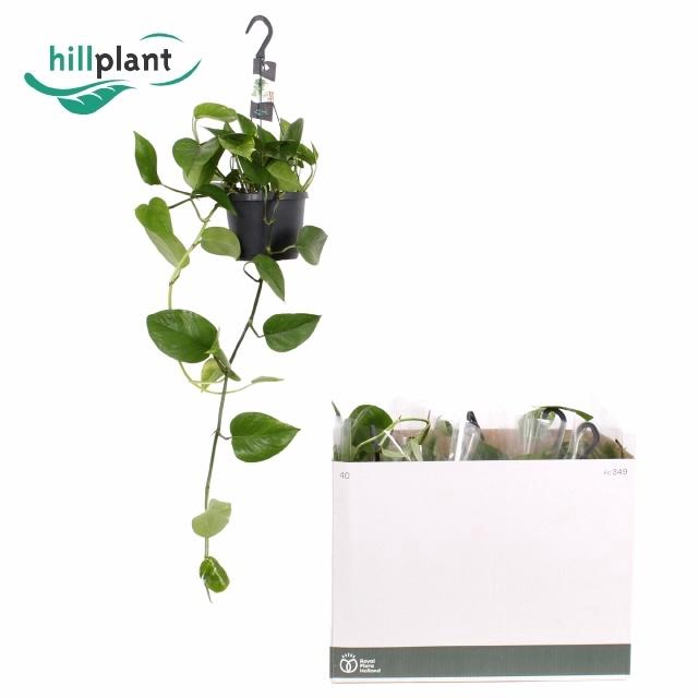 <h4>EPIPR AUREUM HANG</h4>