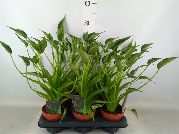 <h4>Alocasia  'Tiny Dancers'</h4>