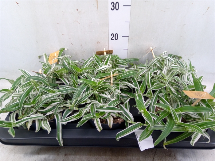 <h4>Murdannia loriformis 'Bright Star'</h4>