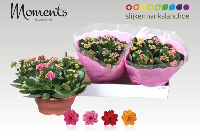 <h4>KAL GE GEM I POT</h4>