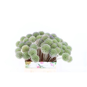 ERYNGIUM SINGLE 45CM P STEM