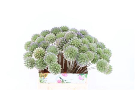 <h4>ERYNGIUM SINGLE 45CM P STEM</h4>