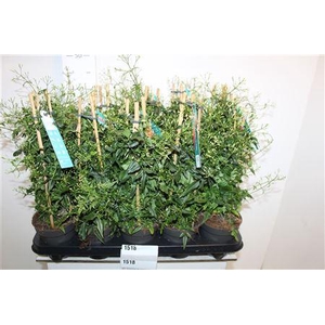 Jasm Polyanthum Wit 22+ Pyramide