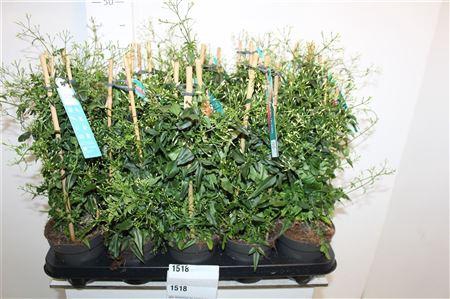 <h4>Jasm Polyanthum Wit 22+ Pyramide</h4>