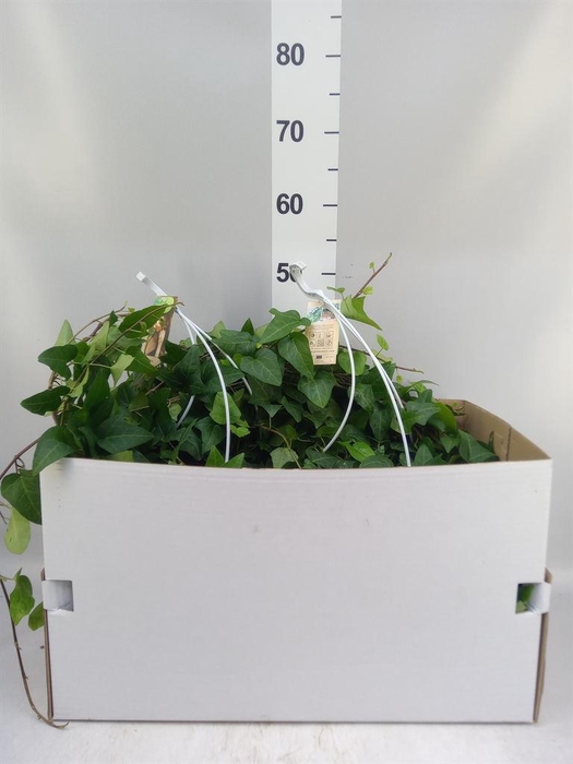 <h4>Hedera helix 'Mein Herz'</h4>