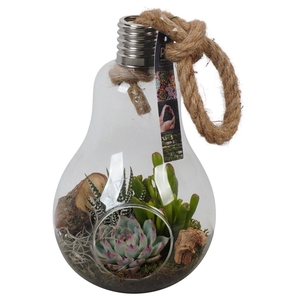 PTGIG2118 Arrangement Greens in glass in glazen terrarium