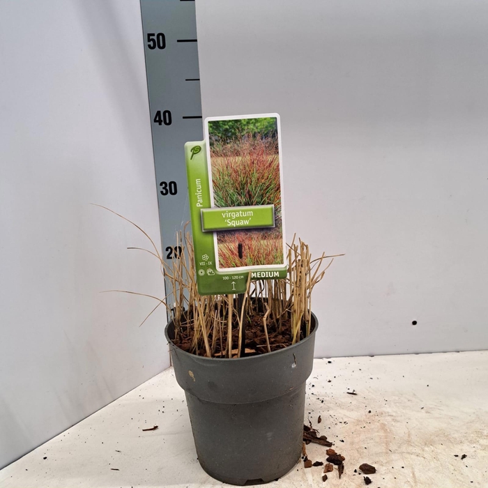 <h4>Panicum virgatum 'Squaw'</h4>