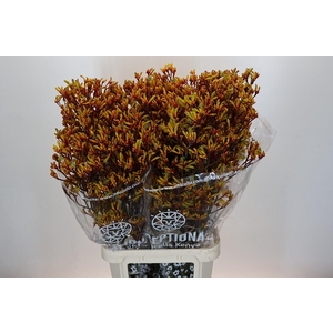 Kangaroo Paw Gold Fever