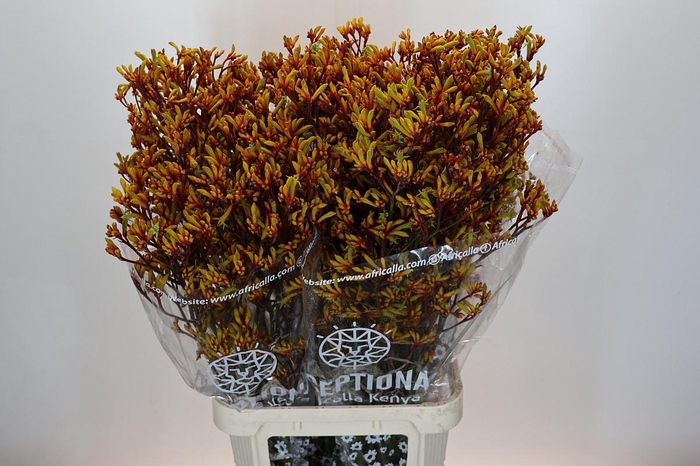 <h4>Kangaroo Paw Gold Fever</h4>