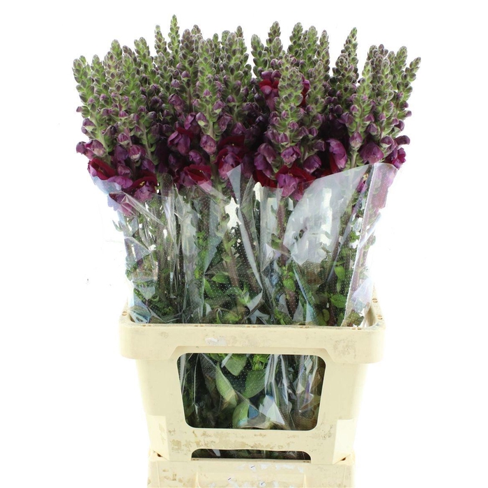 <h4>ANTIR MARY RED</h4>