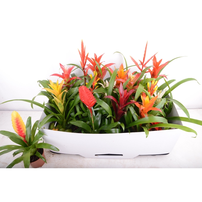 <h4>BROMELIA GEM 15 SRT</h4>