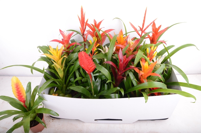 <h4>BROMELIA GEM 15 SRT</h4>