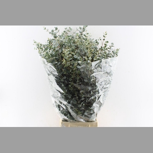 Euca Gunnii 300 Gram