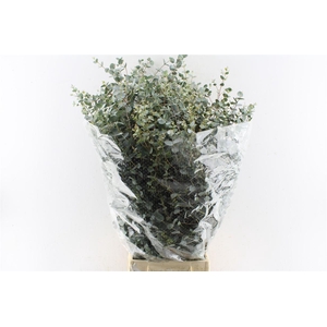 Euca Gunnii 300 Gram