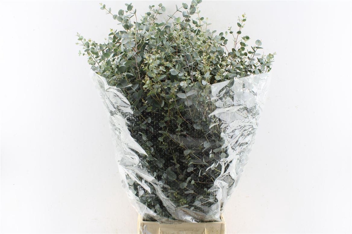 <h4>Euca Gunnii 300 Gram</h4>