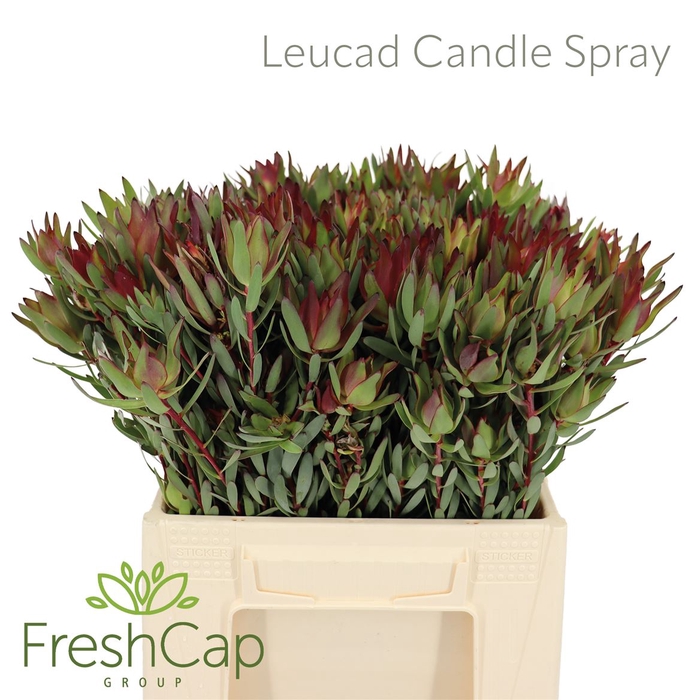 <h4>Leucad Candle Spray</h4>