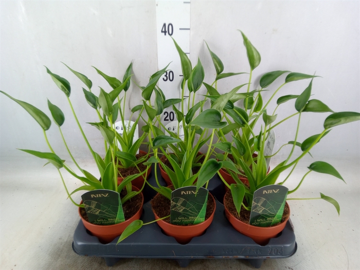 <h4>Alocasia  'Tiny Dancers'</h4>
