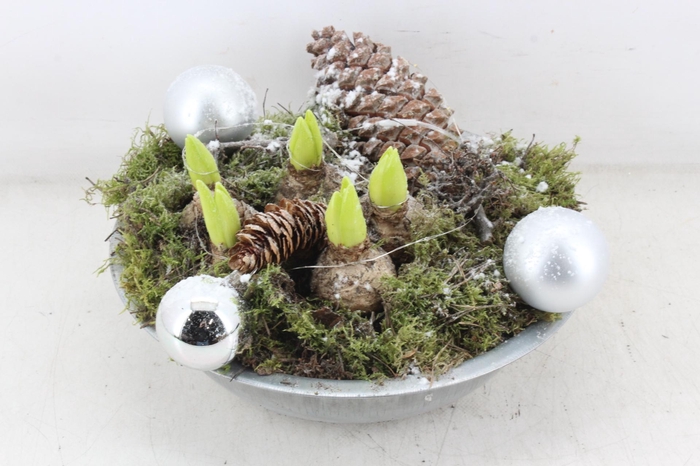 <h4>arr4 Hyacint MB - Zink schaal Zilver LED</h4>