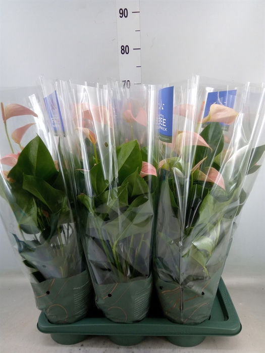 <h4>Anthurium andr. 'Joli Peach'</h4>