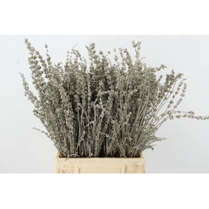 DF Lavender Bs Platina