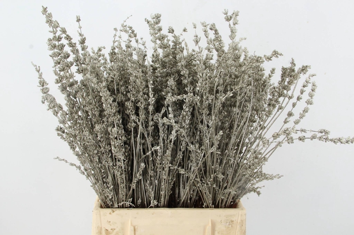 <h4>DF Lavender Bs Platina</h4>